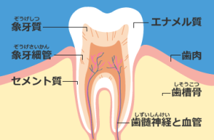 歯のイラスト