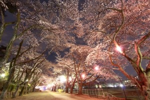 夜桜の写真