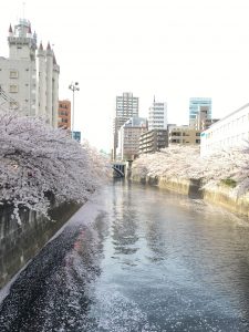 目黒川の桜