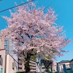 桜の写真