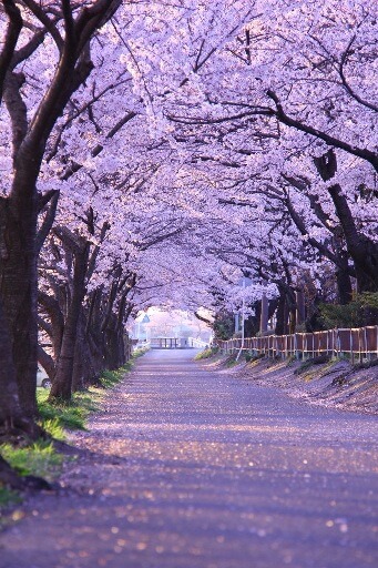 桜の写真