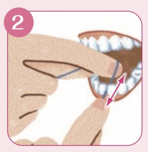 デンタルフロスの動かし方