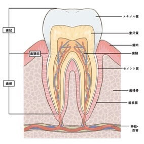 歯の断面のイラスト
