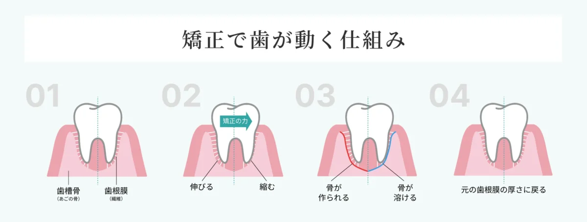 マウスピースで歯が動く仕組み